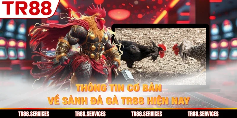 Thông tin cơ bản về sảnh đá gà TR88 hiện nay
